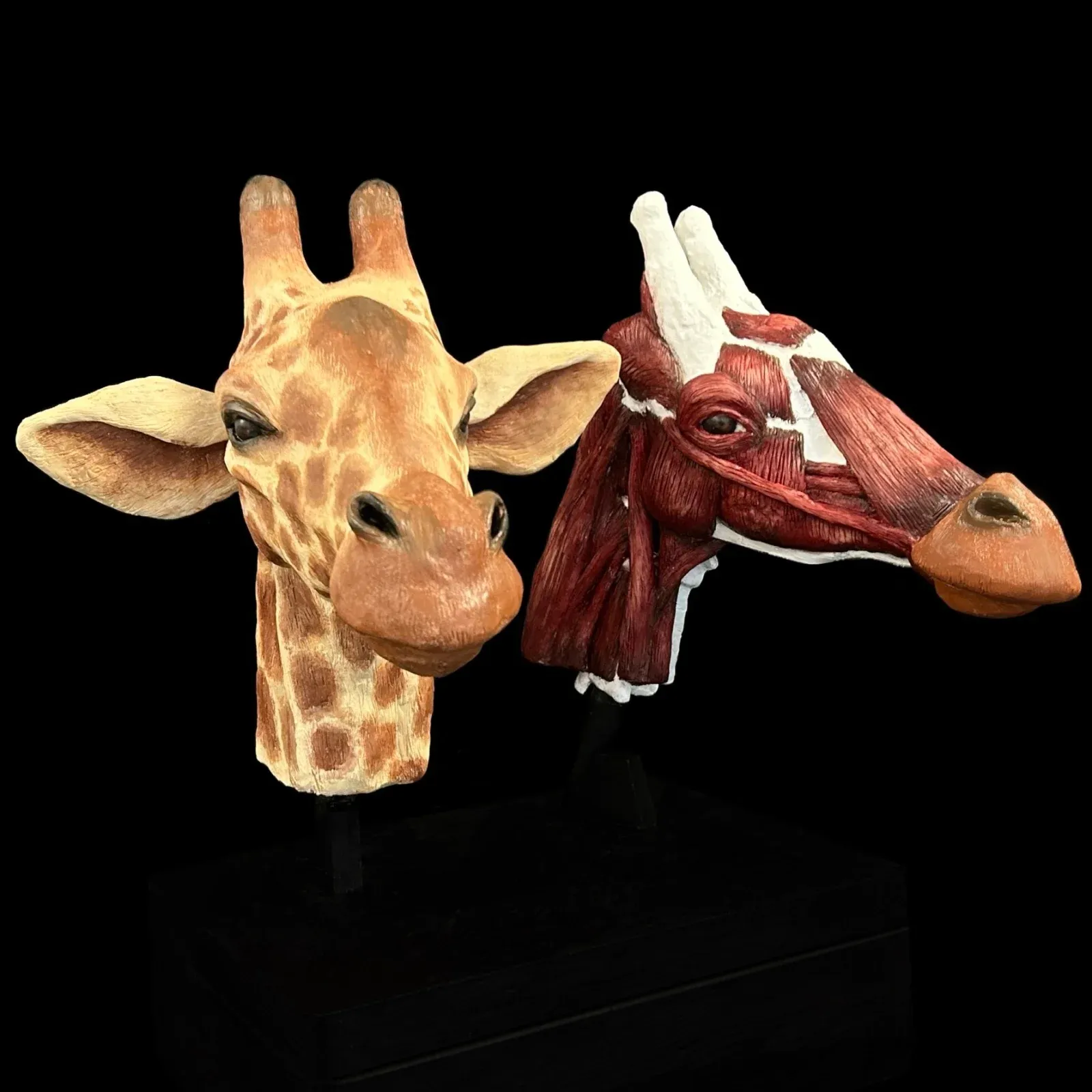 A giraffe ecorche reconstructed from a skull exhibiting the different layers of muscle, fat and bones underneath its skin.