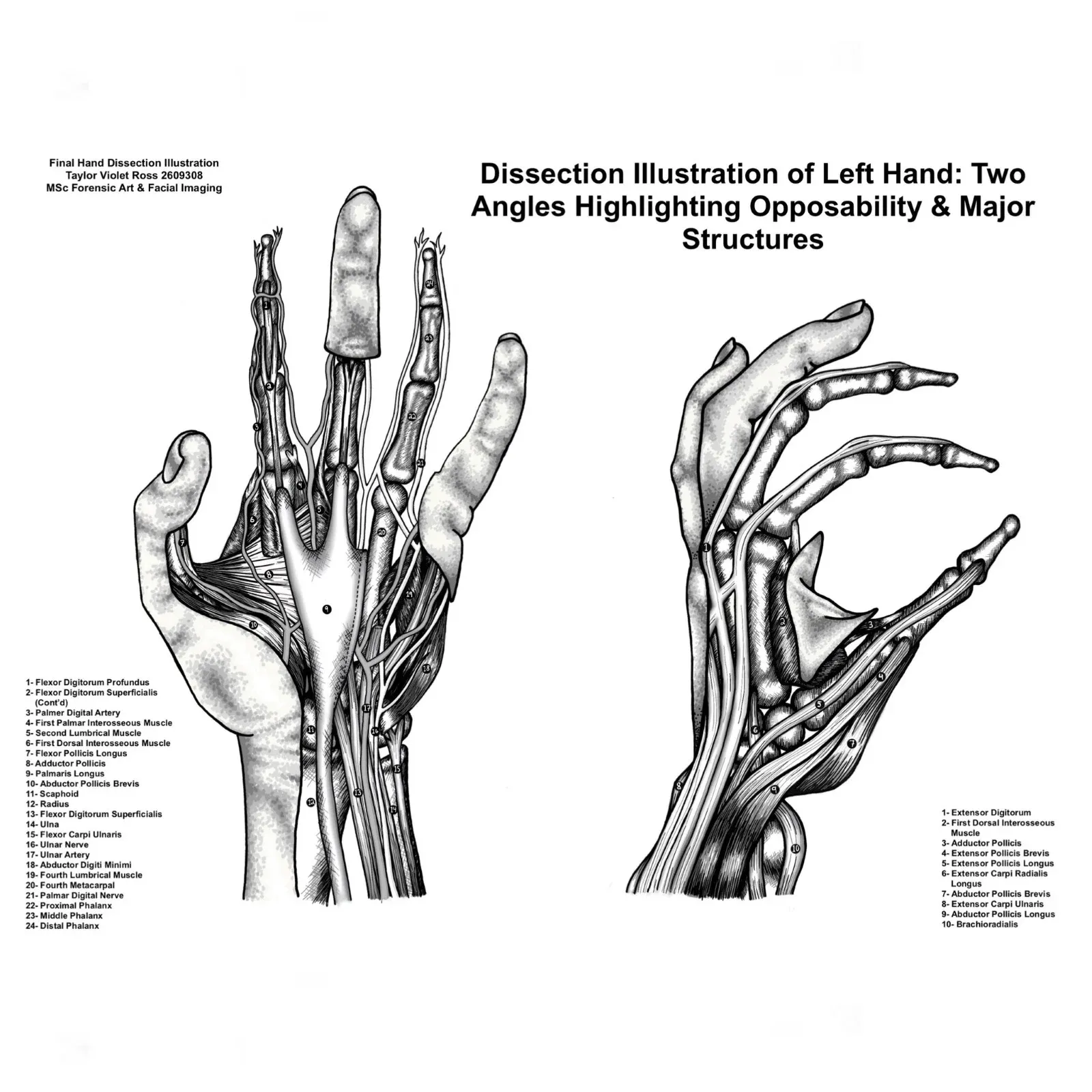 A labelled diagram or illustration of a left hand.